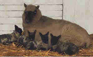 ooi schapen met een vierling
