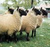 Schapen: ooien