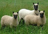 jonge ooi met twee lammeren