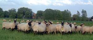 De kudde schapen en lammeren in de herfst