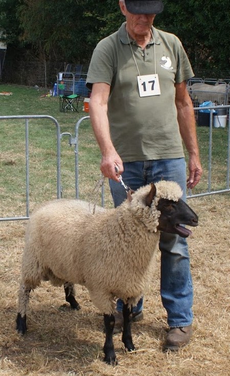 schapen: ramlam SBN 97002 op de keuring Zuid 2018