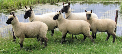 Clun Forest ooien met ooilammeren