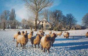 Clun Forest ooien in de winter