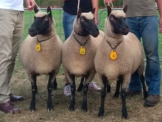 Clun Forest schapen: drie ooien op keuring